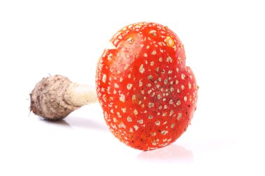 Kırmızı amanita