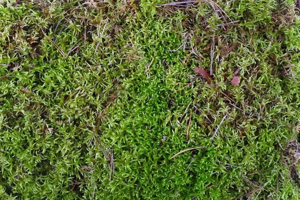 stock image Green forest moss texture