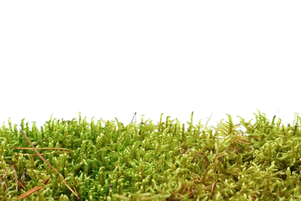 白い背景に隔離された緑の苔 — ストック写真
