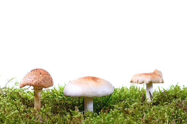 Three toadstools in green moss — Stock Photo, Image