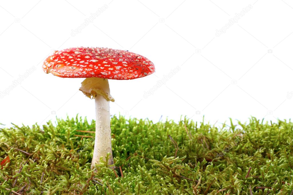Red amanita in moss isolated on white background