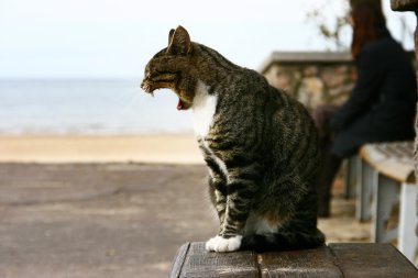 bir tezgah ve yawns oturan kedi