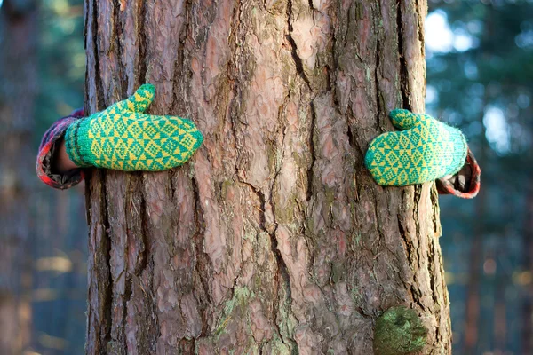 Uložit koncept strom: ruce kolem borovice — Stock fotografie