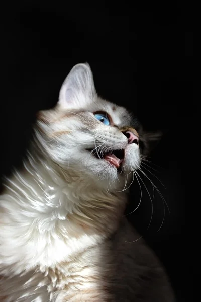 Den ondsinnede og rasende katten – stockfoto