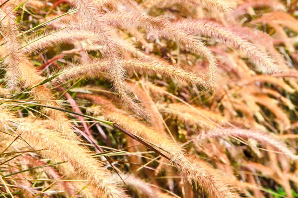 stock image Yellow grass