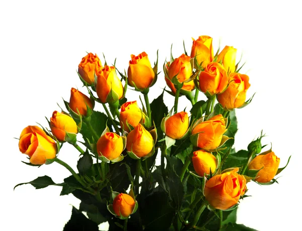 Bouquet of yellow roses — Stock Photo, Image