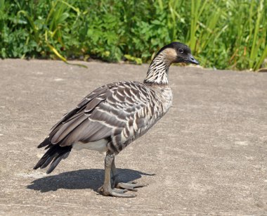Rare breed Hawaiian Goose clipart