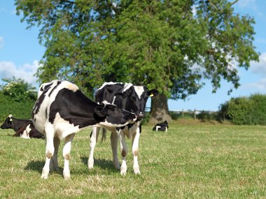 Two Bl;ack and White Holstein Calfs Kissing clipart