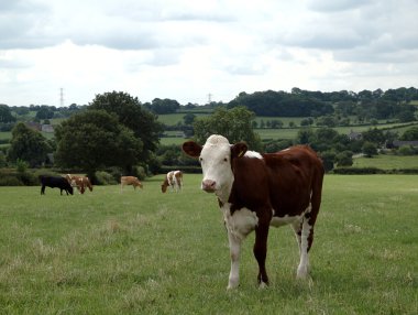 Hereford beef calf clipart