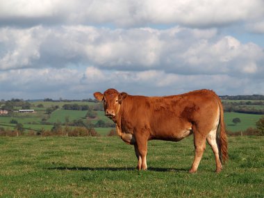 Young Guernsey Cow clipart