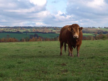 A Young Limousin Beef Bull clipart