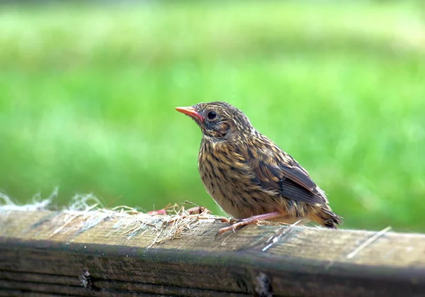 Jovem Sparrow Fledgling — Fotografia de Stock