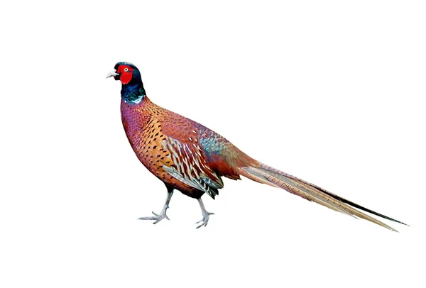 Beautiful Cock Pheasant — Stock Photo, Image