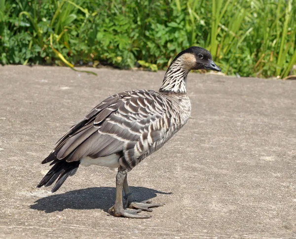 stock image Rare breed Hawaiian Goose