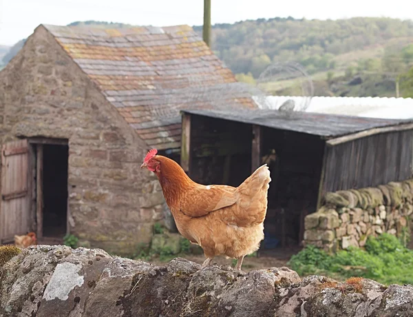 Chicken on Dry Stone Farm Wall — Stock Photo, Image