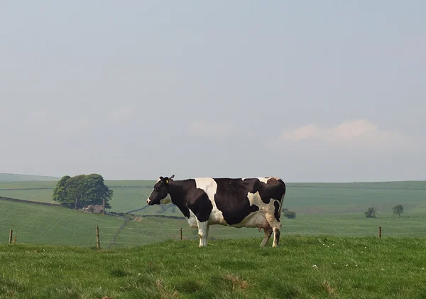 高地の牧草地にホルスタイン種乳牛 — ストック写真