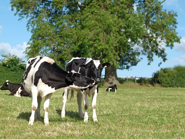 Dua Bl; ack dan White Holstein Calfs Kissing — Stok Foto