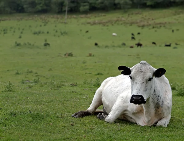 Британская белая говядина — стоковое фото