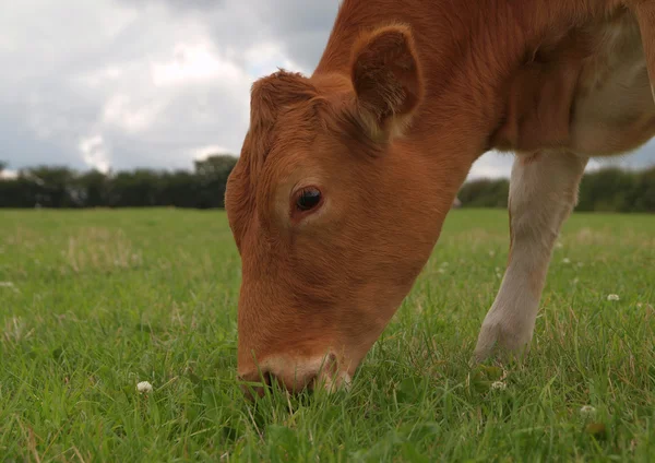 Guernsey Dairy Heifer Grazing — Stock Photo, Image