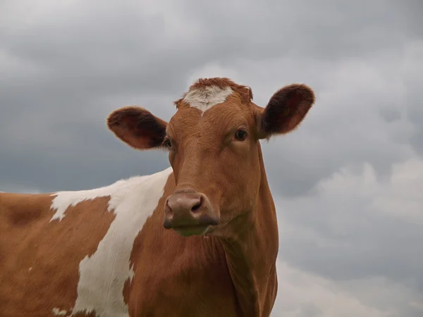 Young Guernsey Cow — Stok Foto