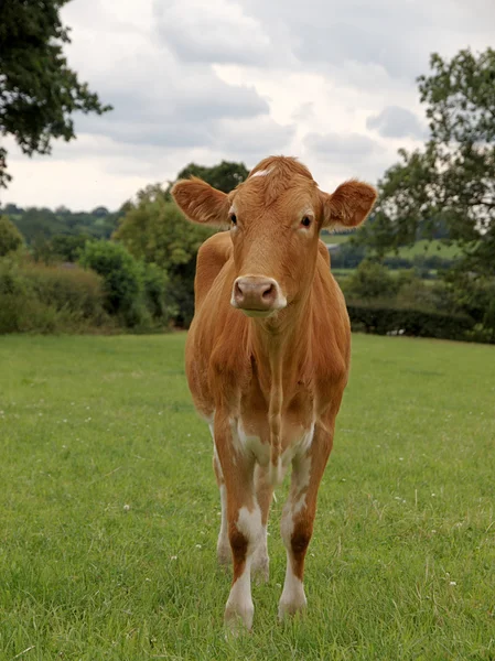 Молодая гернсийская корова — стоковое фото