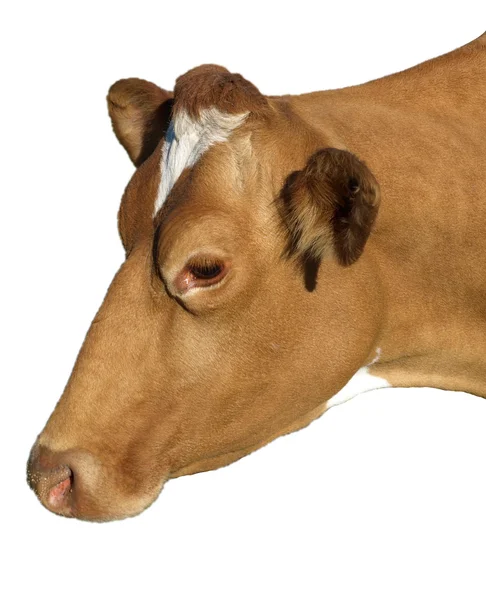 Une vache Jersy — Photo