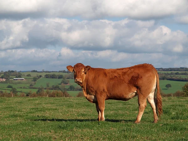 Młode krowy guernsey — Zdjęcie stockowe