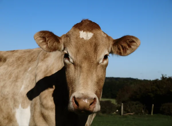 Корова из Джерси — стоковое фото