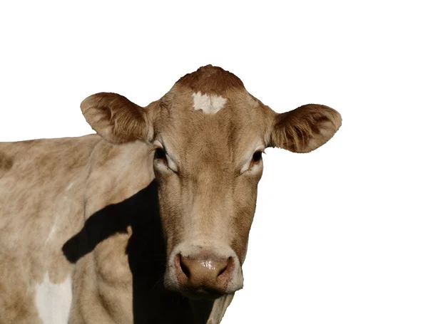 Корова из Джерси — стоковое фото