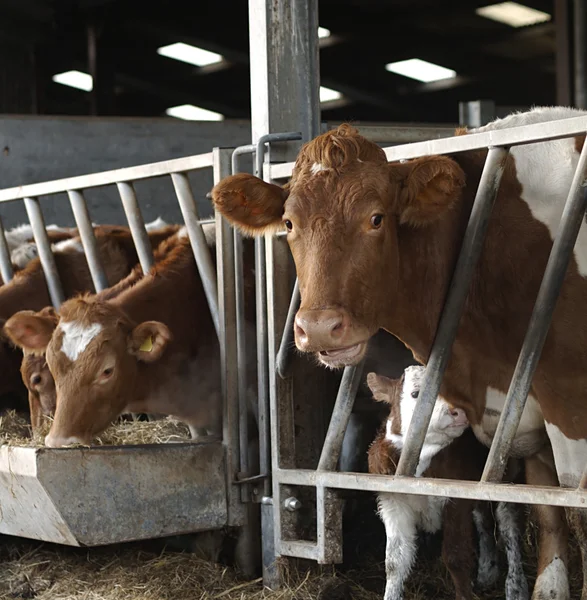 Una vaca y ternera de Jersey en Cowshed —  Fotos de Stock