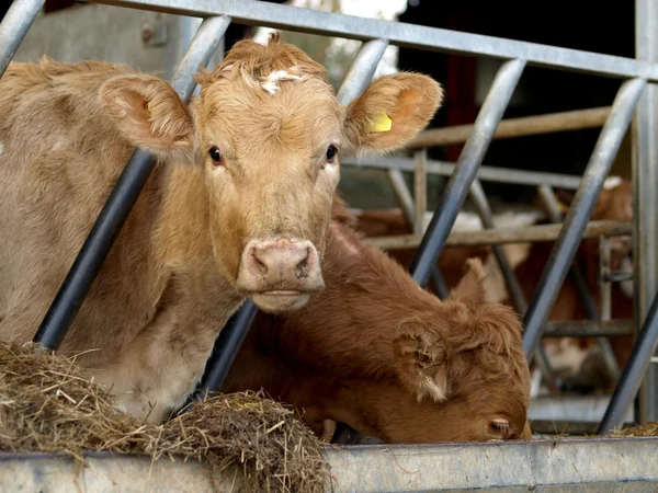 Una giovane mucca di Jersey a Cowshed — Foto Stock