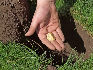 Gold Coin Found with Metal Detector, Buried Treasure clipart