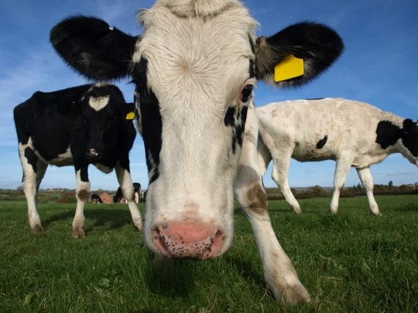 A Curious Cow — Stock Photo, Image