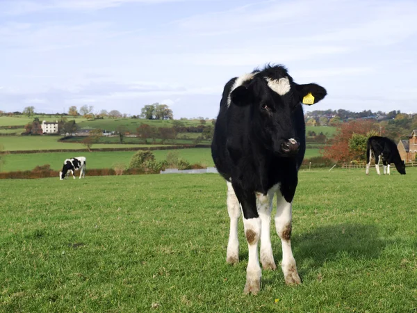 Молодая чёрно-белая корова — стоковое фото