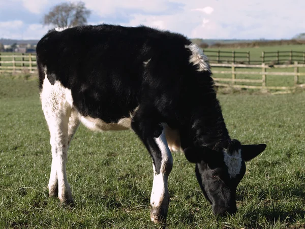 放牧黒と白の子牛 — ストック写真