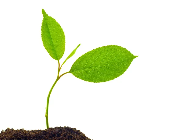 Yeşil küçük bitki — Stok fotoğraf
