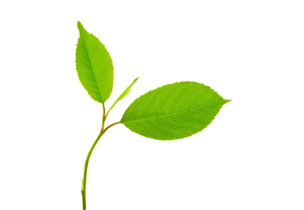 Grünes kleines Pflänzchen — Stockfoto