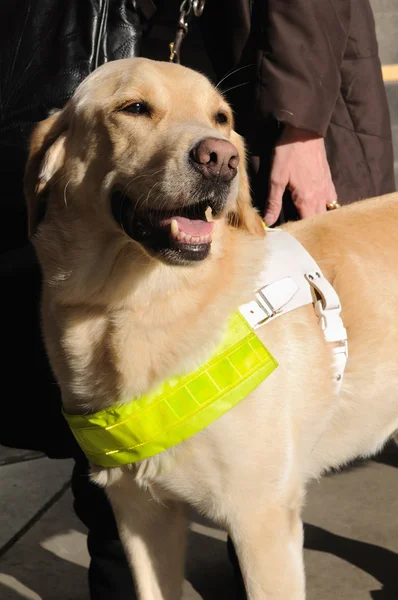 stock image Guide Dog for the Blind