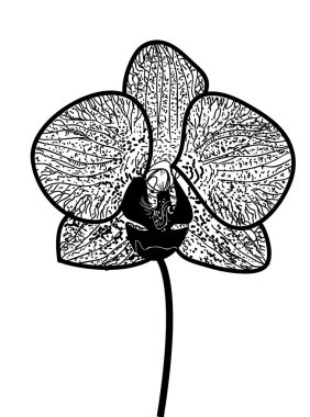 Orchid clipart