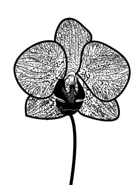 Орхидея — стоковый вектор