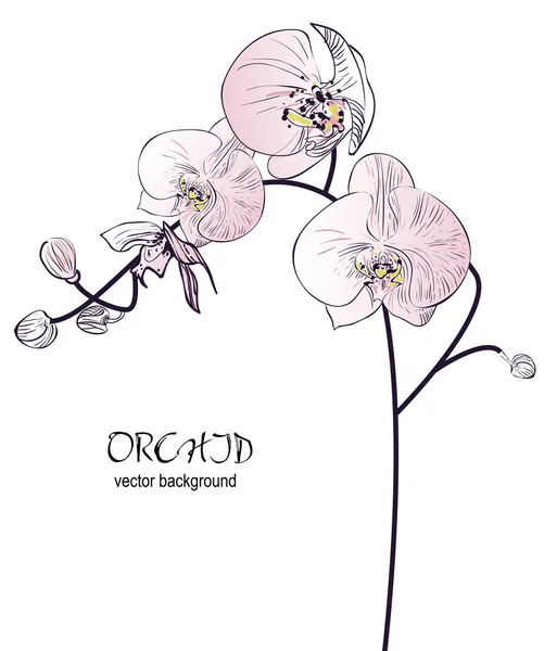 Orquídea — Vector de stock