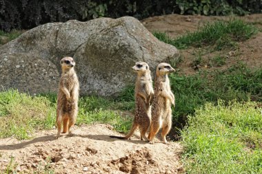 Meerkats clipart