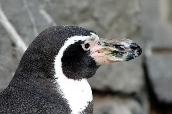 stock image Penguin head