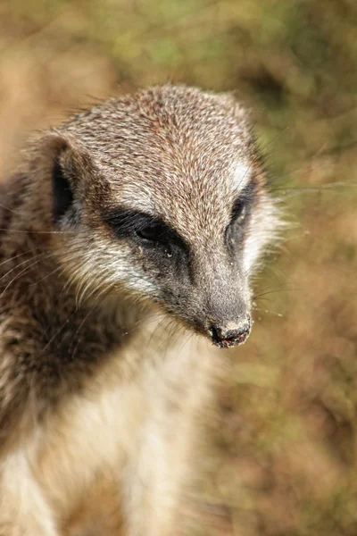 Snuit van meerkat — Stockfoto
