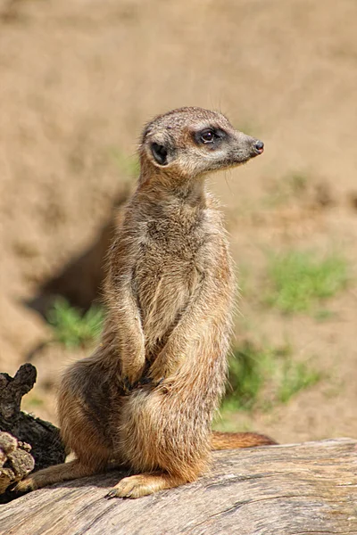 Ayakta meerkat — Stok fotoğraf