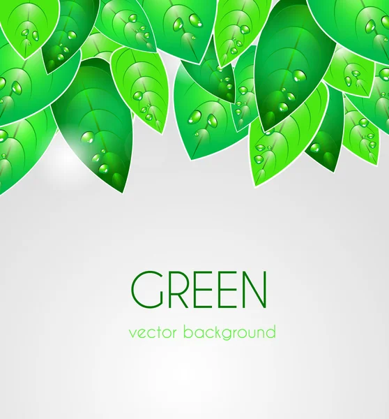 Green leafs — Stock Vector