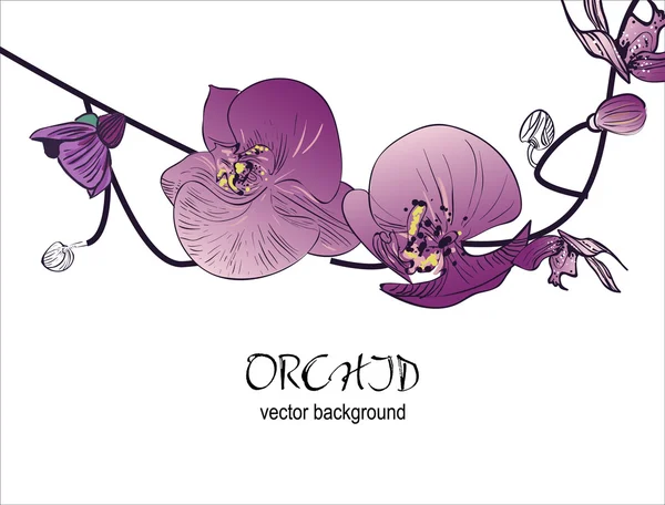 Orquídea — Archivo Imágenes Vectoriales