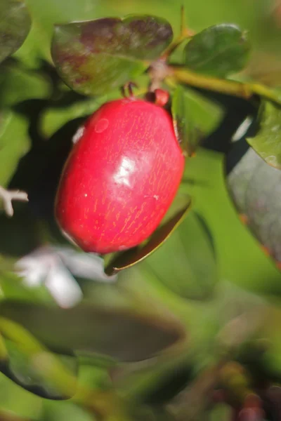 Czerwone jagody — Zdjęcie stockowe