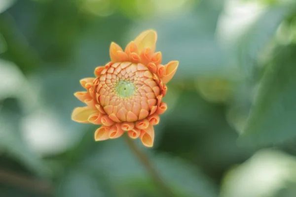 Bir portakal çiçeği — Stok fotoğraf