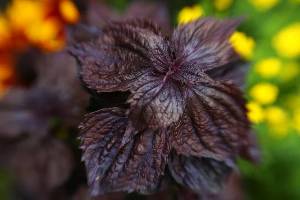 Dark herbal — Stock Photo, Image